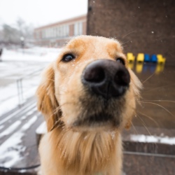 关闭 up of a therapy dog’s nose on the 澳门威尼斯人网上赌场 river campus. 